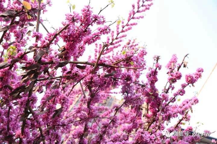 我在貴工等你(圖35)