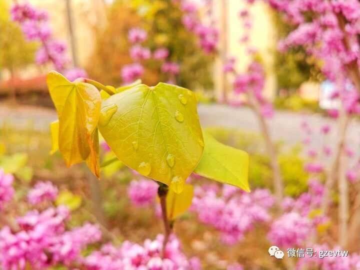 我在貴工等你(圖34)